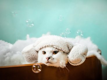 呆萌可爱白色小萌猫写真摄影图片