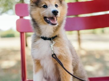 可爱苏牧犬图片