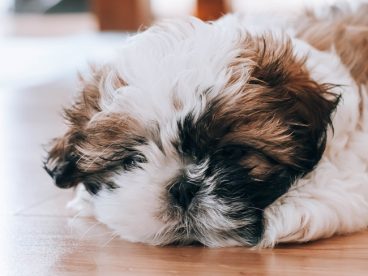 趴在地上无精打采的西施犬图片