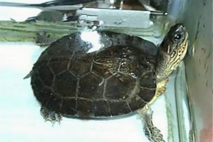 黑木纹龟身份信息