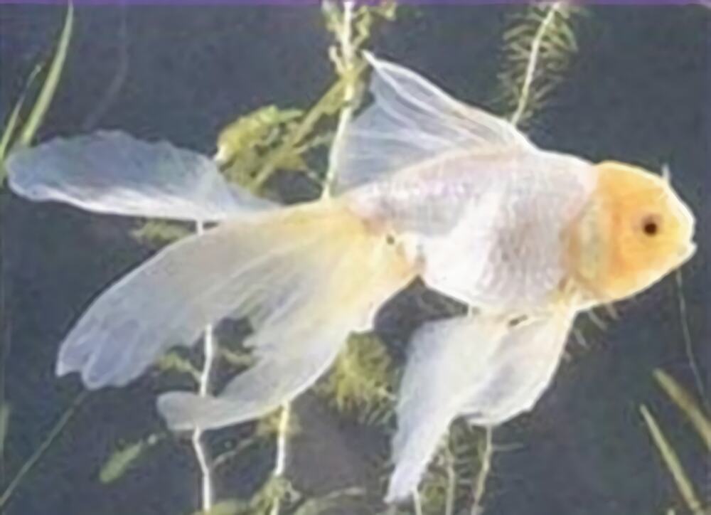 黄高头身份信息