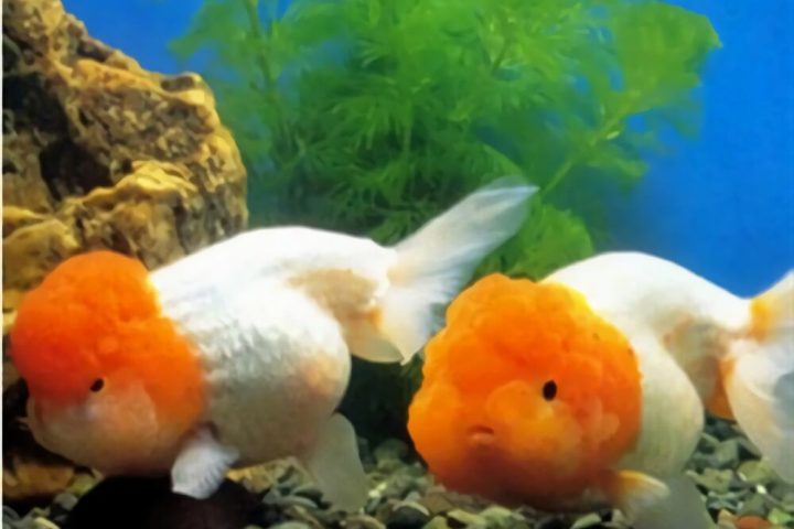 黄高头身份信息
