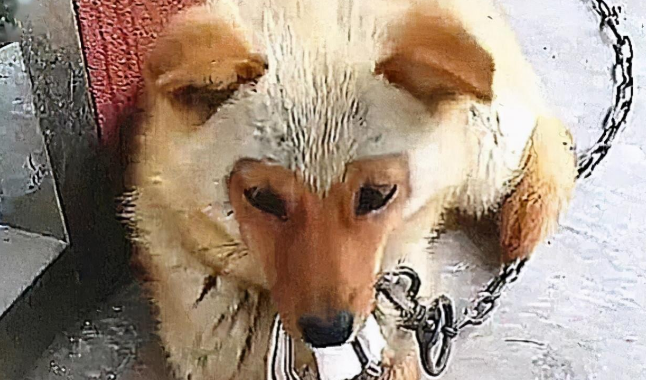 土狗高龄产下独子，长大后的模样却有些喜感