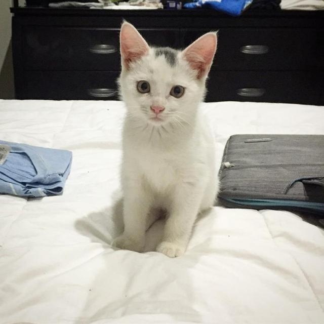 金毛带大的猫咪,教会了家中的规矩,却活成了一只小狗