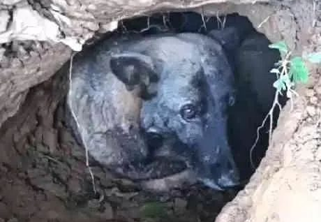 狗主人老奶奶过世后，半年后大家才发现，狗狗原来它从来都没离开过！
