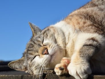 懒洋洋的小猫图片