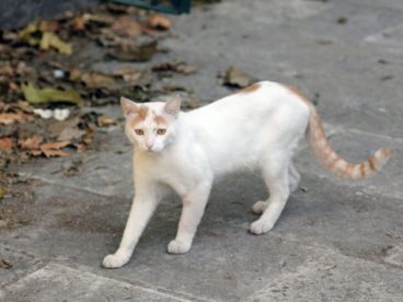 白色野猫图片