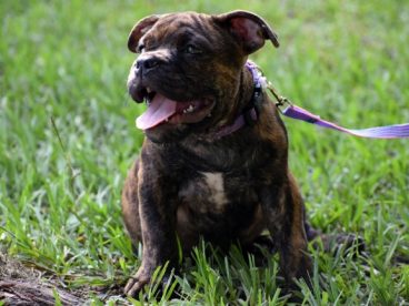 小狗斗牛犬图片