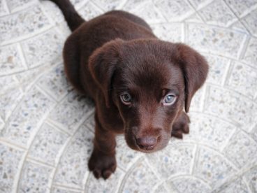 拉布拉多幼犬图片