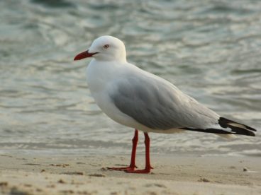海滩海鸥图片