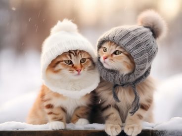 暖冬可爱萌猫壁纸摄影图片