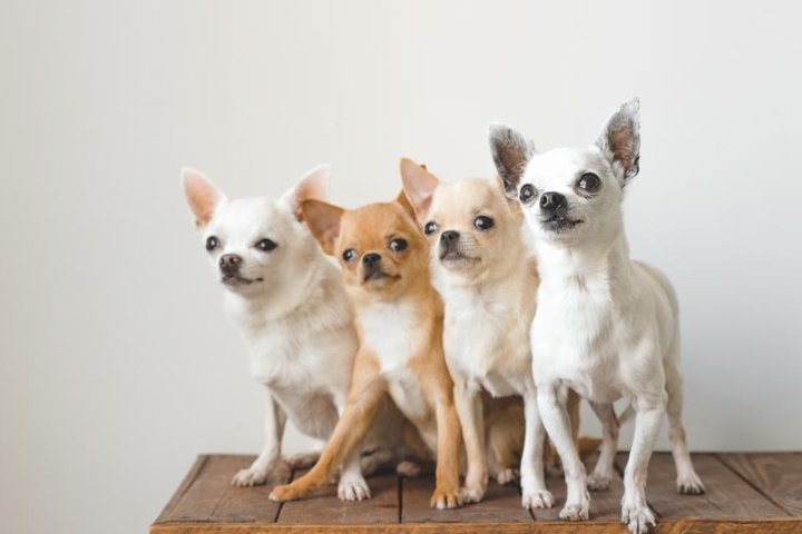 泰国脊背犬：独特品种与养护指南