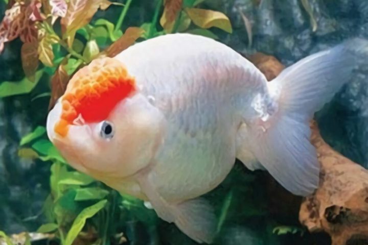 元宝红身份信息
