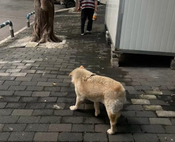 狗狗在路边角落已等待主人一年,眼神里都没光了