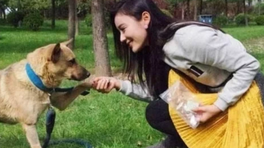 流浪狗被抛弃后瘦骨嶙峋，留学生好心收养，一个半月后送回老家！