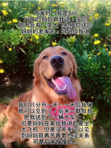 网红狗siri离世，上亿网友为其发声，要求托运公司给个说法