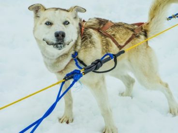 成年雪橇犬图片