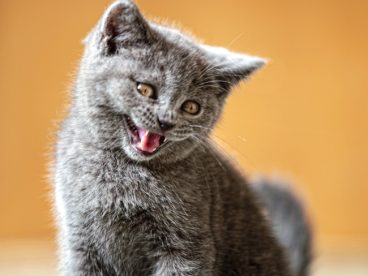 可爱呆萌灰色小萌猫图片