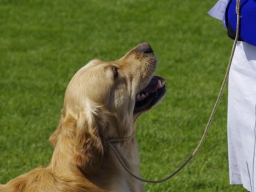 草地金毛寻回犬图片