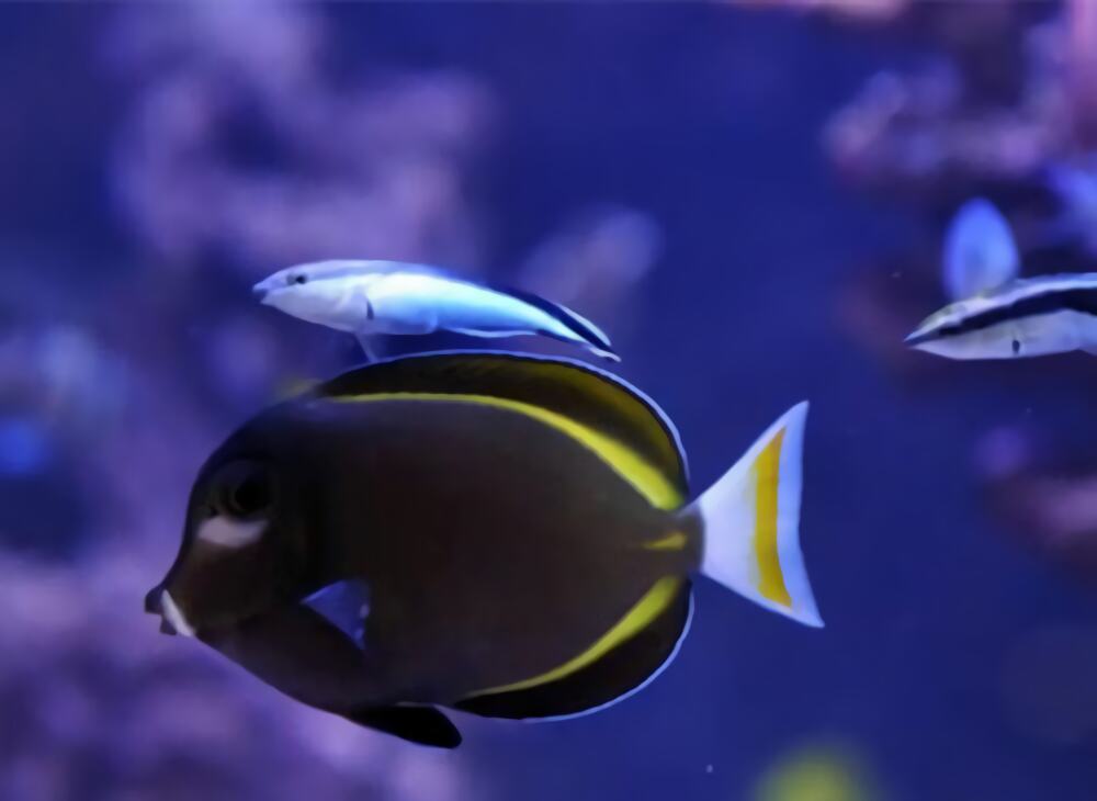 五彩吊身份信息