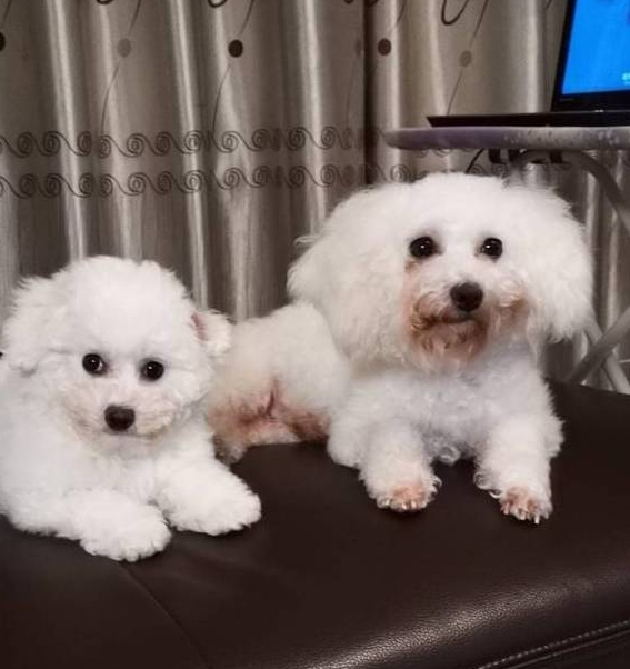 两只离不开主人的比熊犬，恨不得长在主人身上，网友：好有爱啊！