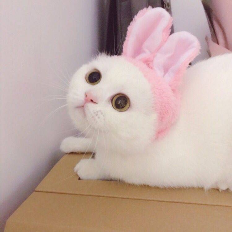 小奶猫 可爱 猫星人