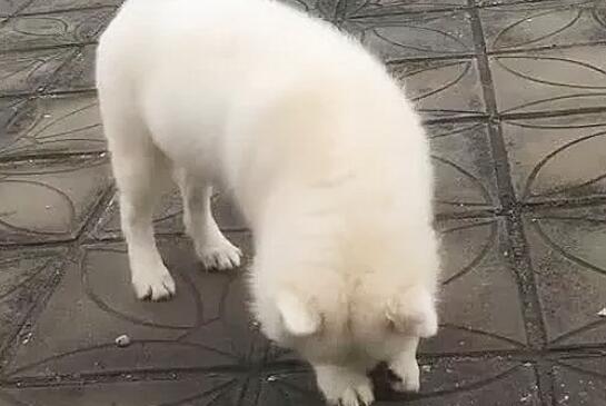 女子在天台遛猫遛狗,却发觉狗狗不太一样了