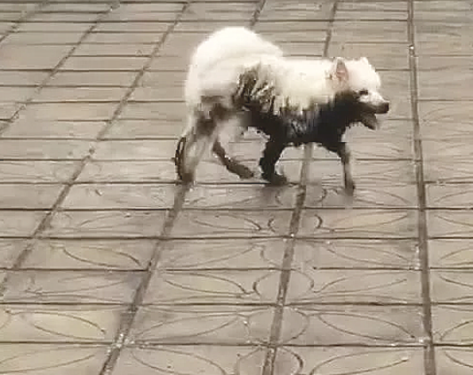 女子在天台遛猫遛狗,却发觉狗狗不太一样了