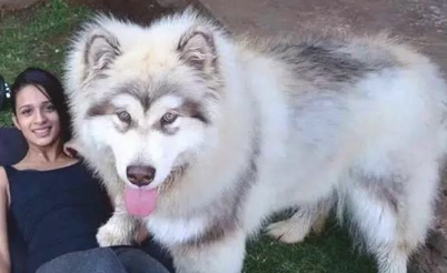 养大型犬的铲屎官留意了，狗狗儿时别看它萌就总抱，会出人命的