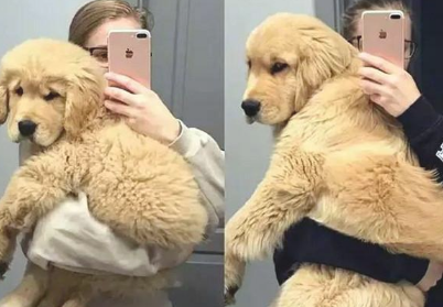 养大型犬的铲屎官留意了，狗狗儿时别看它萌就总抱，会出人命的