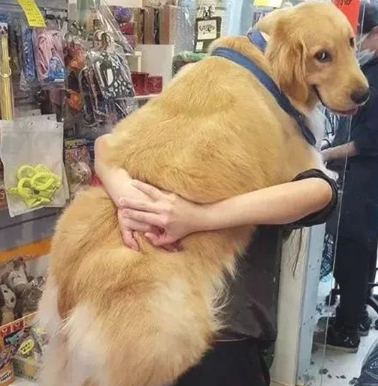 养大型犬的铲屎官留意了，狗狗儿时别看它萌就总抱，会出人命的