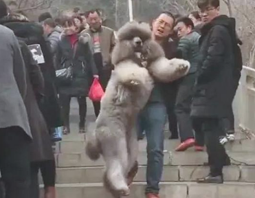 养大型犬的铲屎官留意了，狗狗儿时别看它萌就总抱，会出人命的