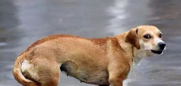 狗狗害怕的8个表现,你还不了解?