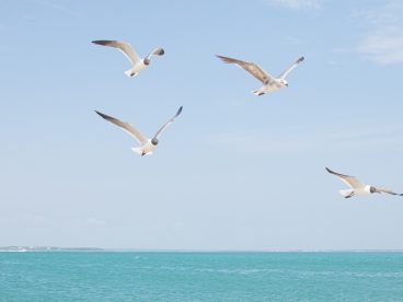 唯美蓝色海边海鸥自由飞翔图片
