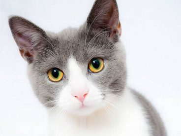 呆萌小猫图片