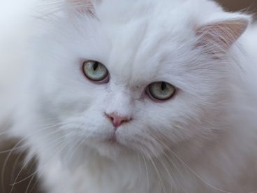 白色波斯猫图片