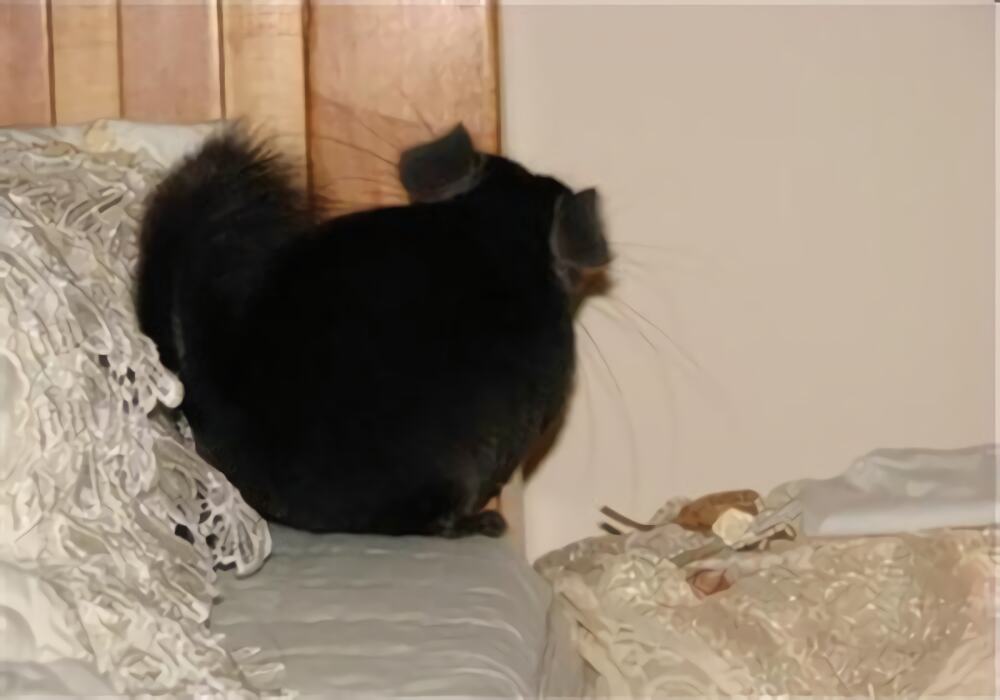 纯黑龙猫身份信息