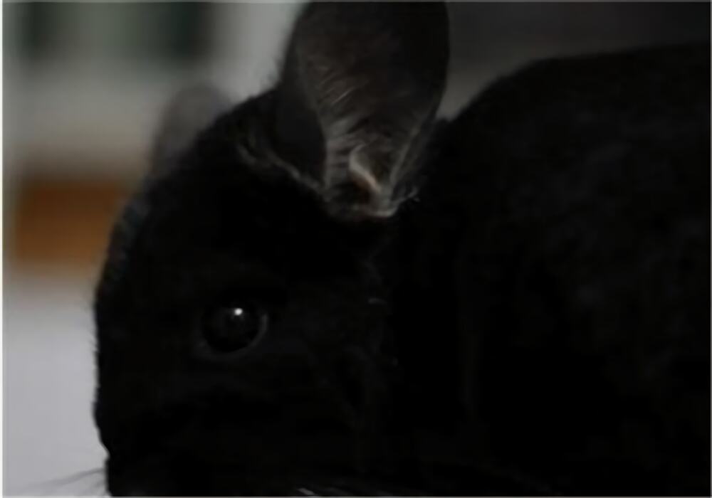 纯黑龙猫身份信息