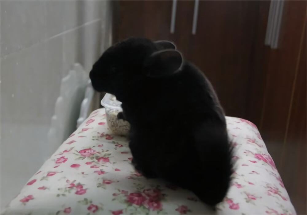 纯黑龙猫身份信息