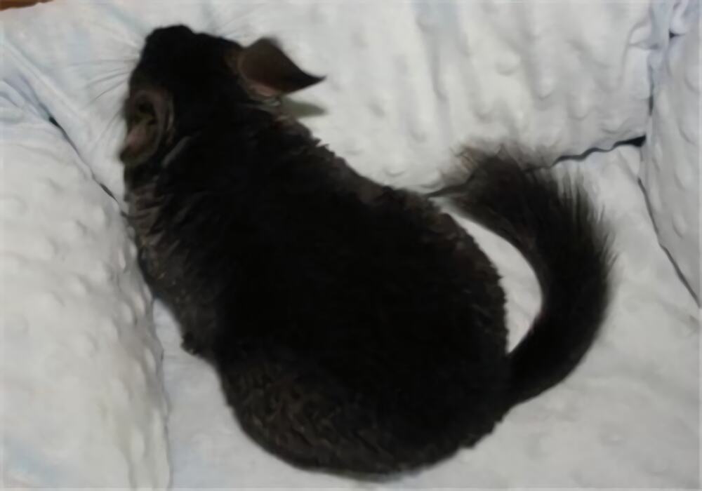 纯黑龙猫身份信息