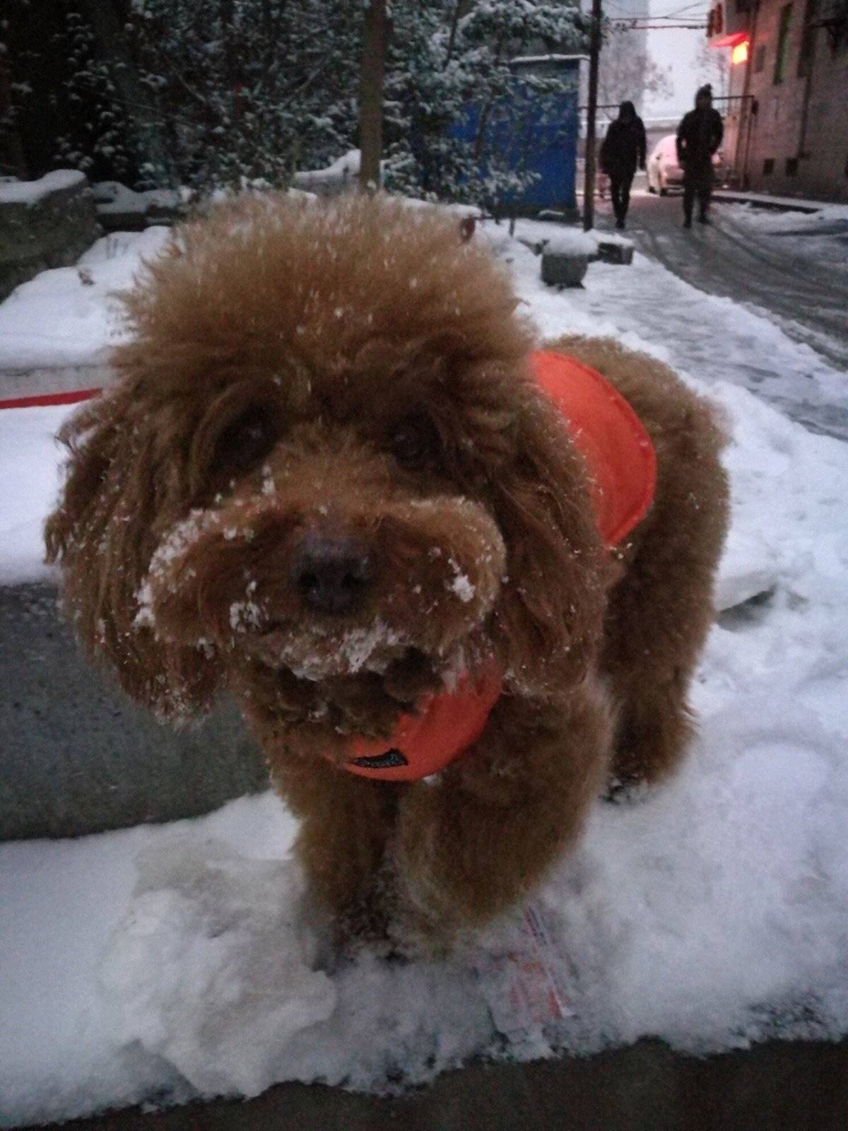冬天，寒冷，但是，会下雪！下了雪，一切都变了模样。北京变成了北平，板板，你变成了谁？