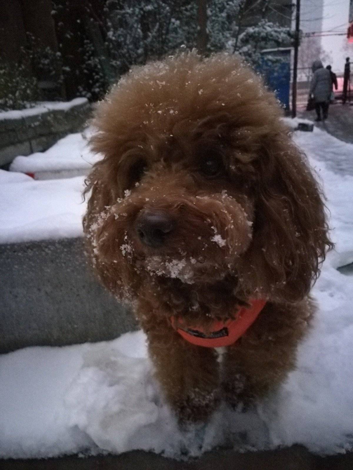冬天，寒冷，但是，会下雪！下了雪，一切都变了模样。北京变成了北平，板板，你变成了谁？