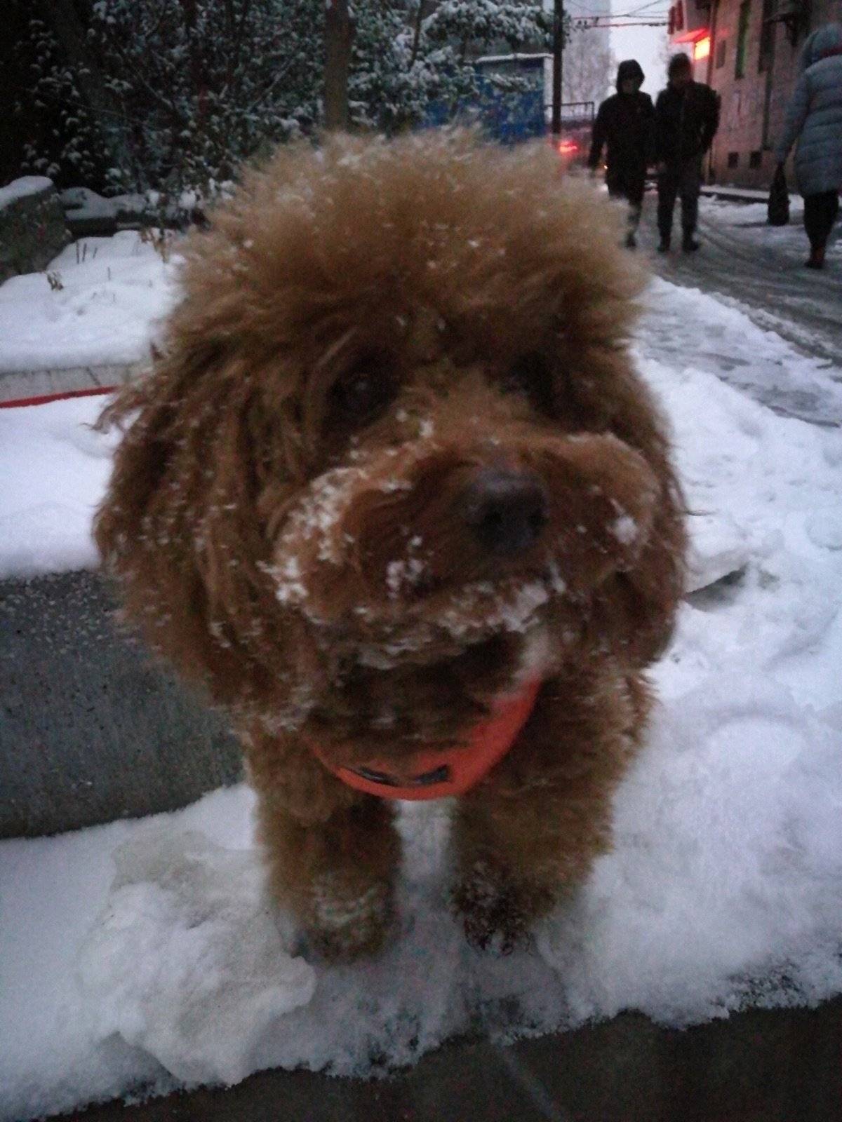 冬天，寒冷，但是，会下雪！下了雪，一切都变了模样。北京变成了北平，板板，你变成了谁？