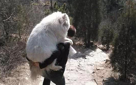 狗狗被拉去登山减肥,妈妈却扛不住了:我太难了