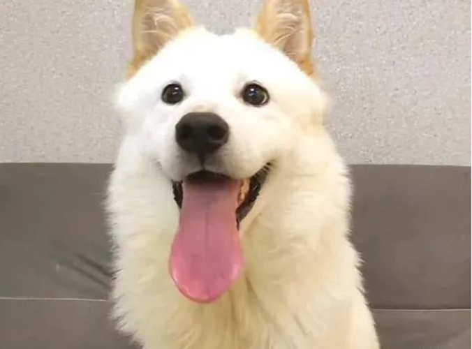 狗狗因“呕吐”被赶出家门,忠诚没换来照顾,它的眼里只剩绝望......