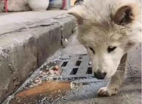 狗狗因“呕吐”被赶出家门，忠诚没换来照顾，它的眼里只剩绝望……
