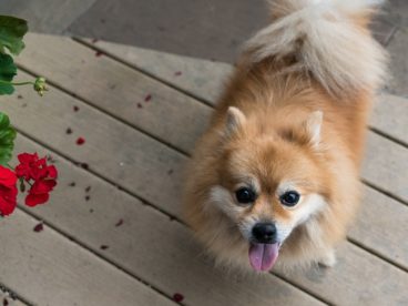 狐狸犬图片
