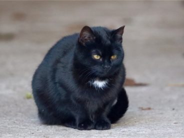 严肃黑色小猫图片