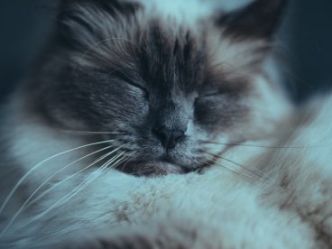 小萌猫睡觉图片
