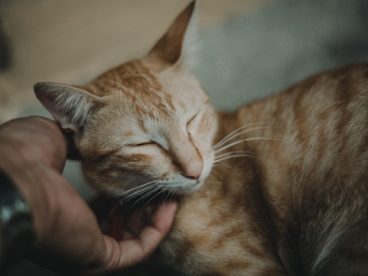 小花猫睡觉图片